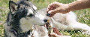 A Cannabis na veterinária