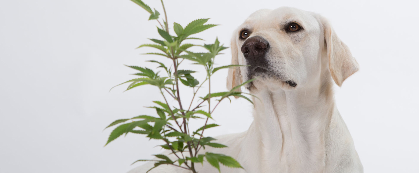 A Cannabis na veterinária