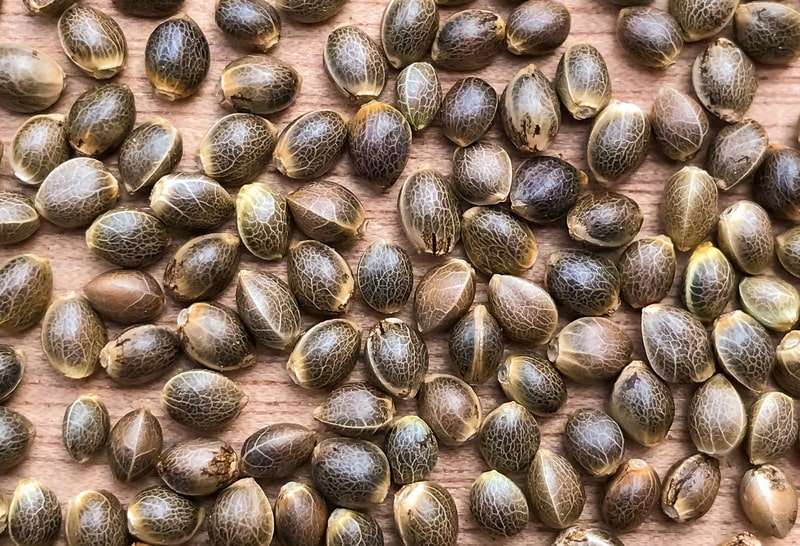 sementes de cannabis canhamo