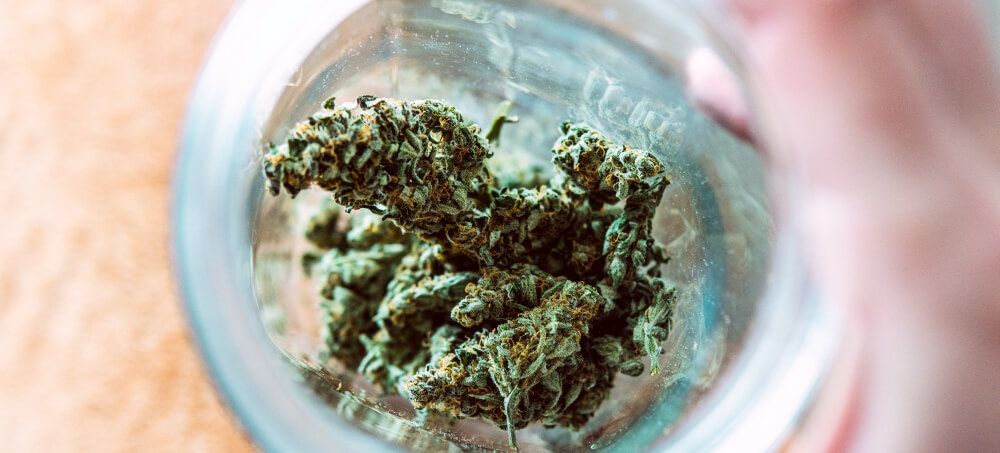 cepa de cannabis strain estirpe o que são tipos efeitos