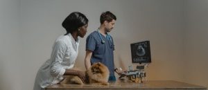 veterinarios-cannabis