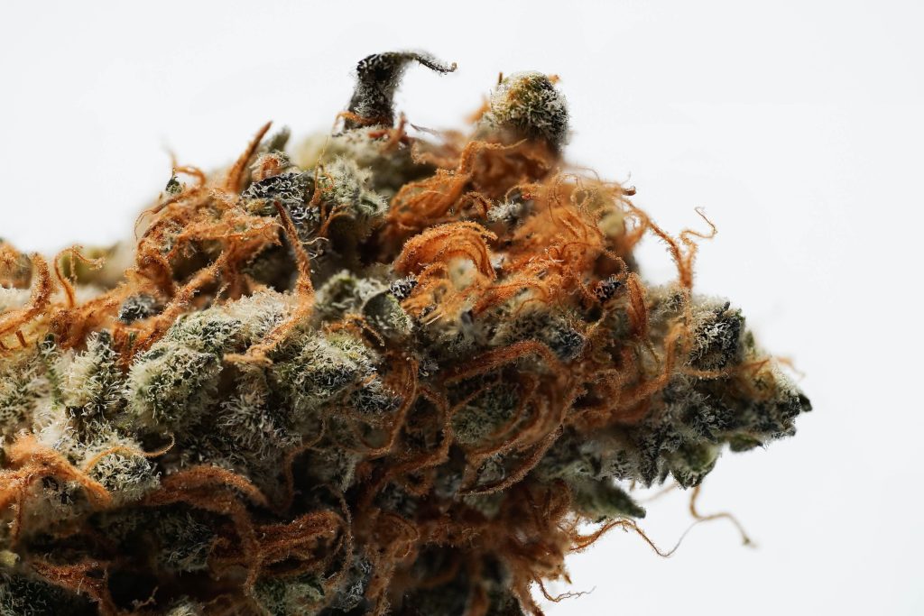 EUA: 83% dos pacientes de Cannabis medicinal usam flores