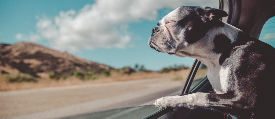 CBD é capaz de reduzir o estresse no seu cachorro