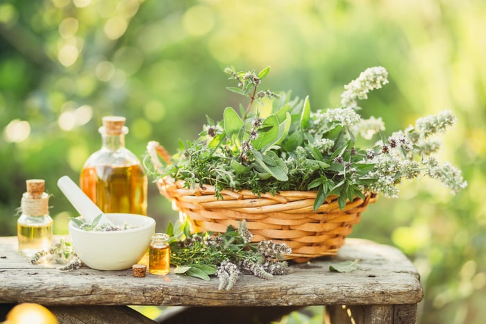 plantas medicinais no vaso