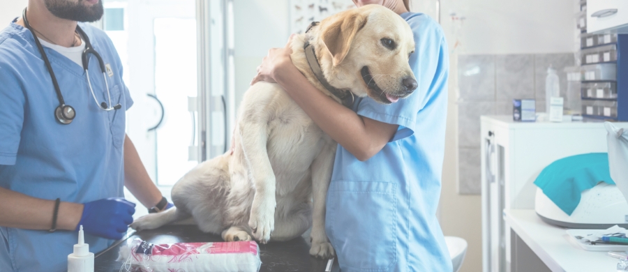 veterinarios-brasil