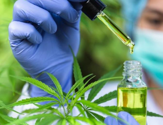 No Brasil, o uso medicinal da Cannabis cresce de forma exponencial.