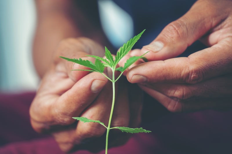 cannabis sativa planta
