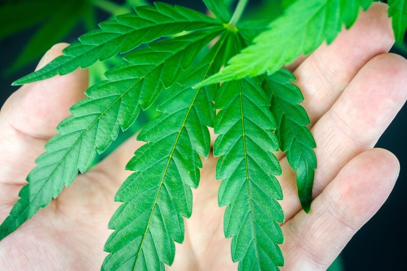 cannabis sativa amostra