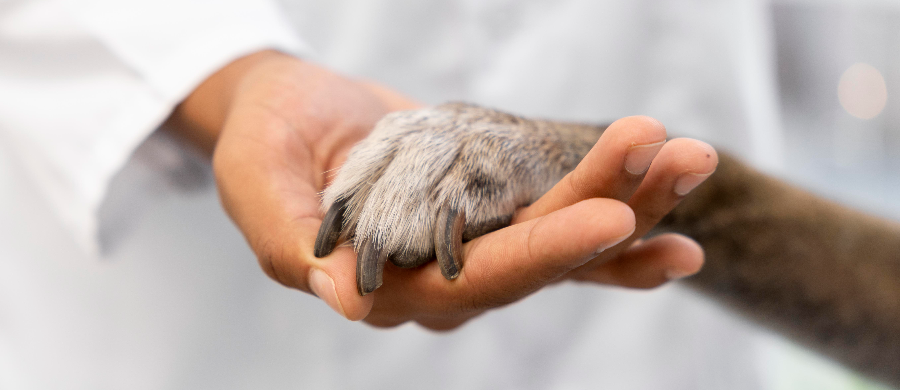 Dia do Veterinário e os avanços da Cannabis para uso animal