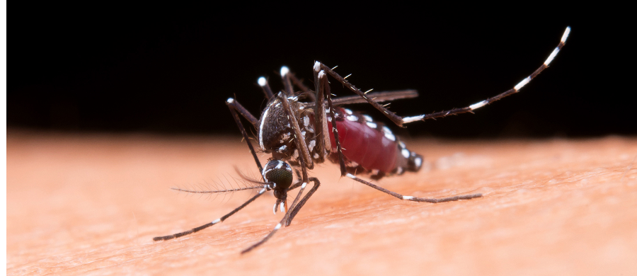 Estudo da UFPE sugere Cannabis para combater mosquito da dengue