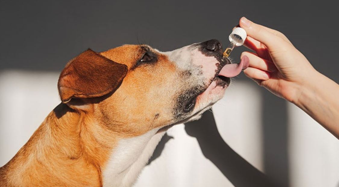 regulação Cannabis Medicina Veterinária Foto: Photoboyko/iStockphoto.com