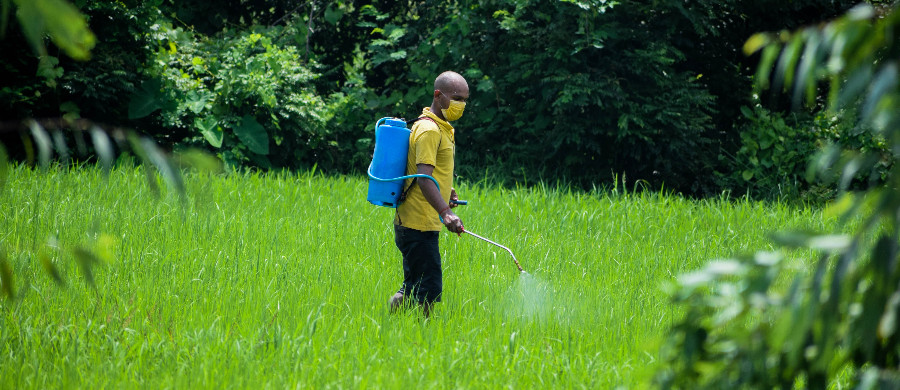 A promissora função dos canabinoides da Cannabis como pesticidas naturais