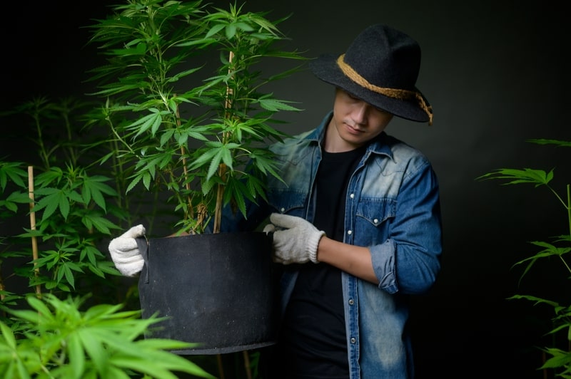 como cultivar cannabis na plantacao