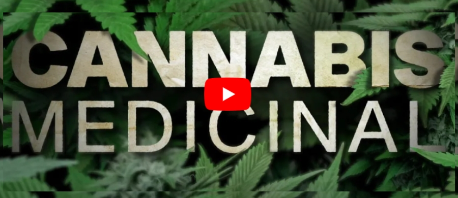 cannabis medicinal