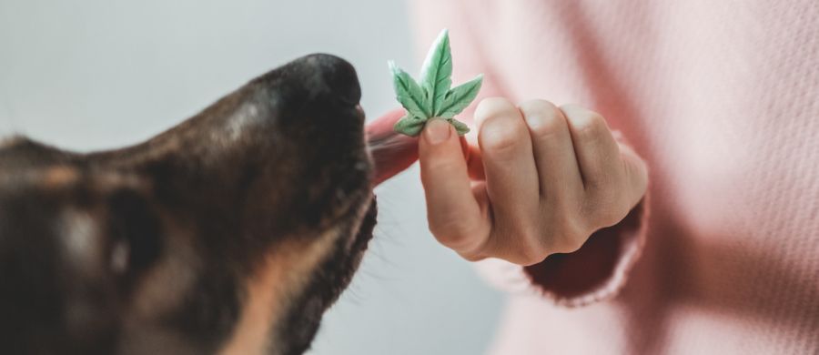 Ação popular cobra Anvisa sobre Cannabis na veterinária