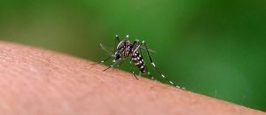 CBD pode ser arma natural contra o Aedes aegypti