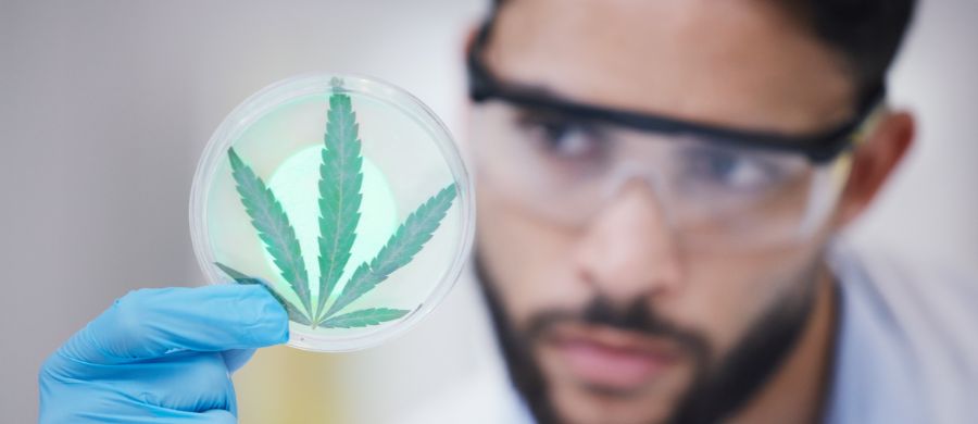 Cannabis medicinal: evidências científicas para tratar insônia