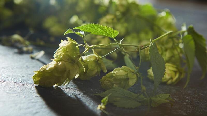 lupulo tem canabidiol planta