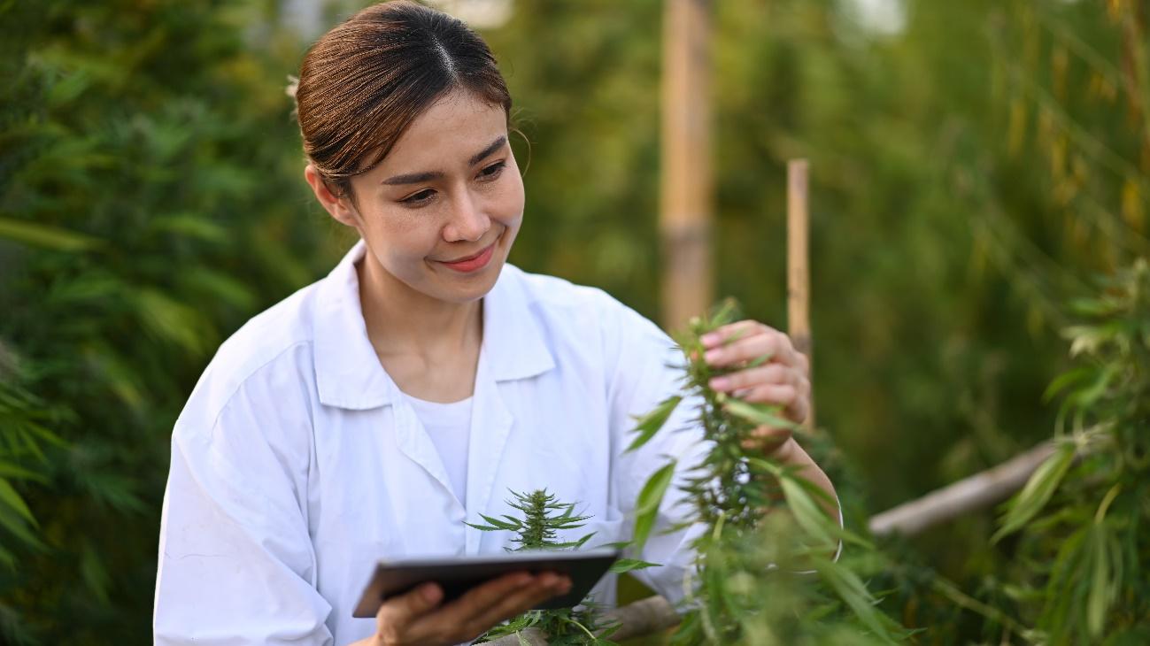 medicina canabinoide estudos