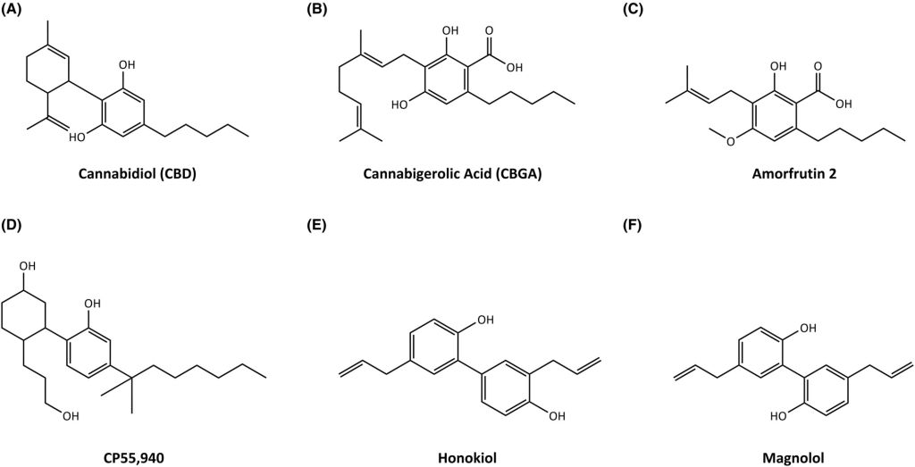 Estudo comparou a estrutura química do honkiol, magnolol e amorfrutina 2 com o CBD, CBGA e CP55,940, um canabinoide sintético