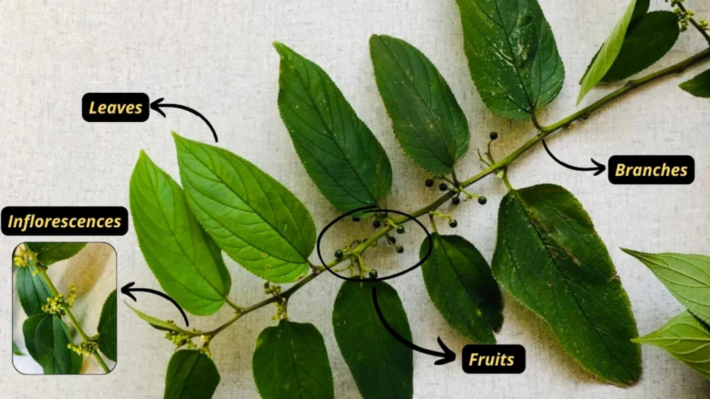 Imagem do artigo mostra as partes analisadas da planta: folhas, frutos e inflorescências da Trema