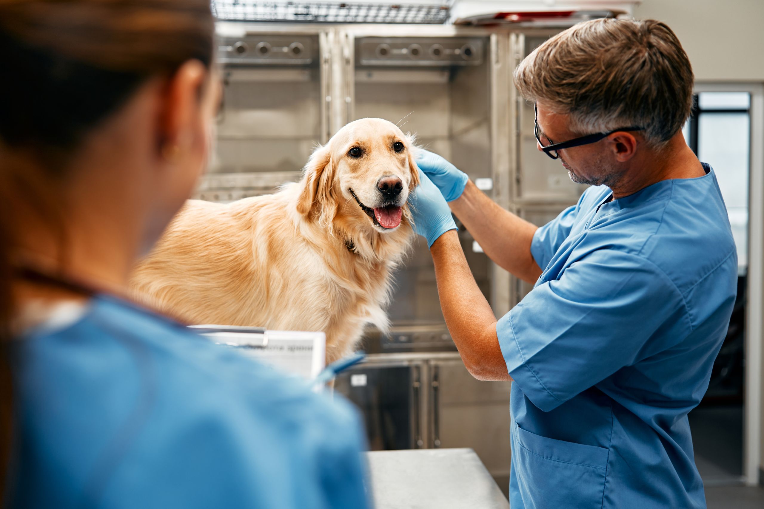 Cachorro comeu maconha? CBD pode ajudar, diz estudo