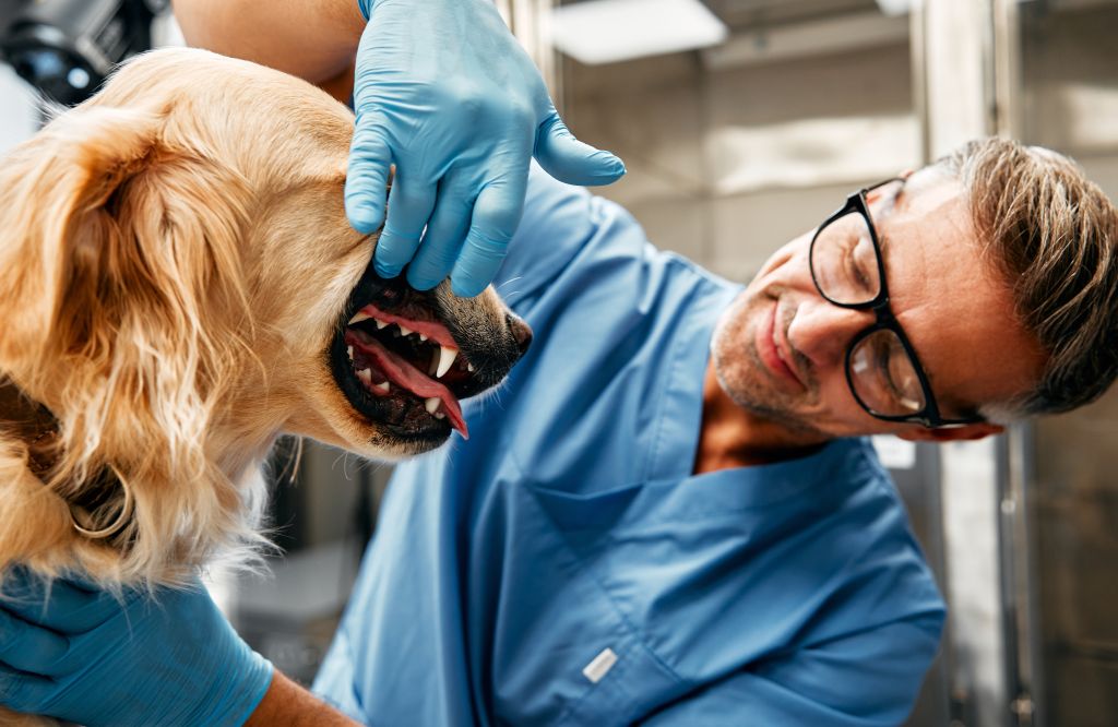 Veterinário abre a boca de cachorro labrador e observa os dentes e gengiva