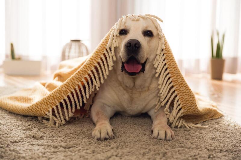 canabidiol para caes cachorro branco