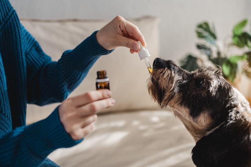 canabidiol para caes cachorro medicacao