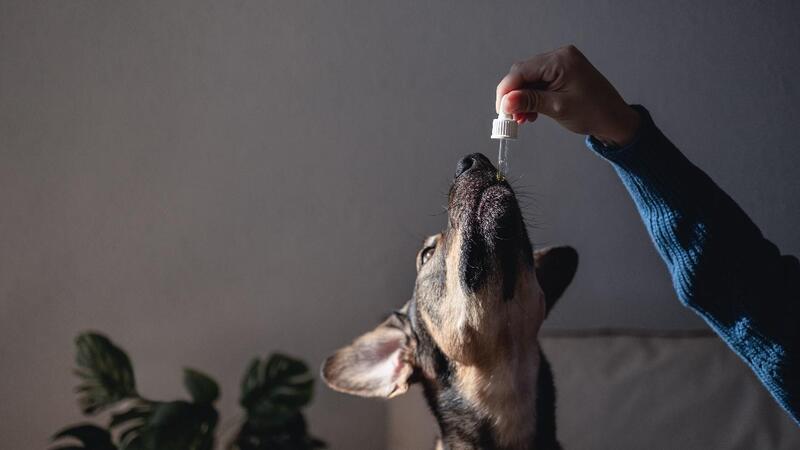 canabidiol para caes cachorro medicamento