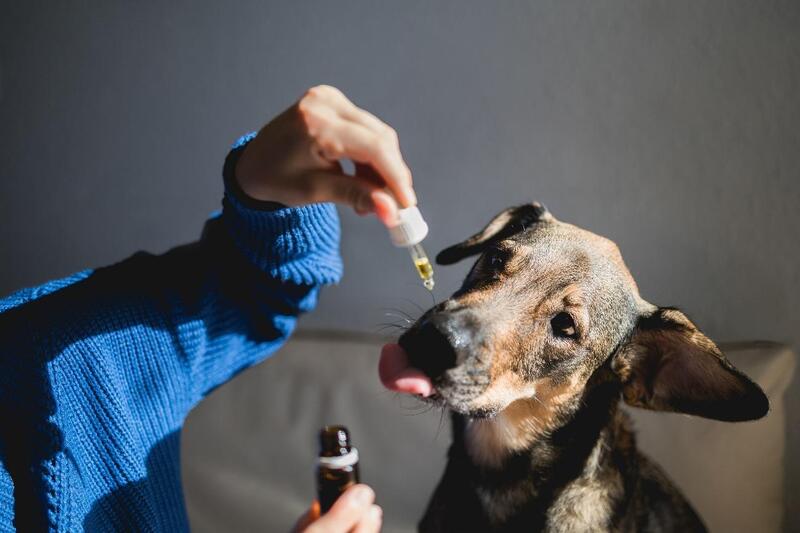 canabidiol para caes cachorro remedio