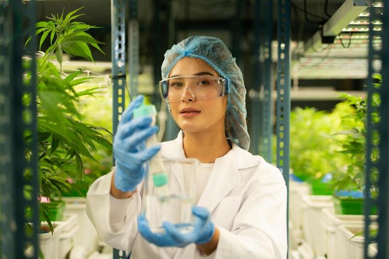 cannabis como medicamento cientista