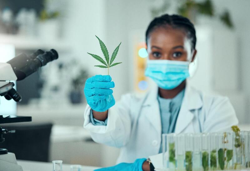 cannabis como medicamento estudo