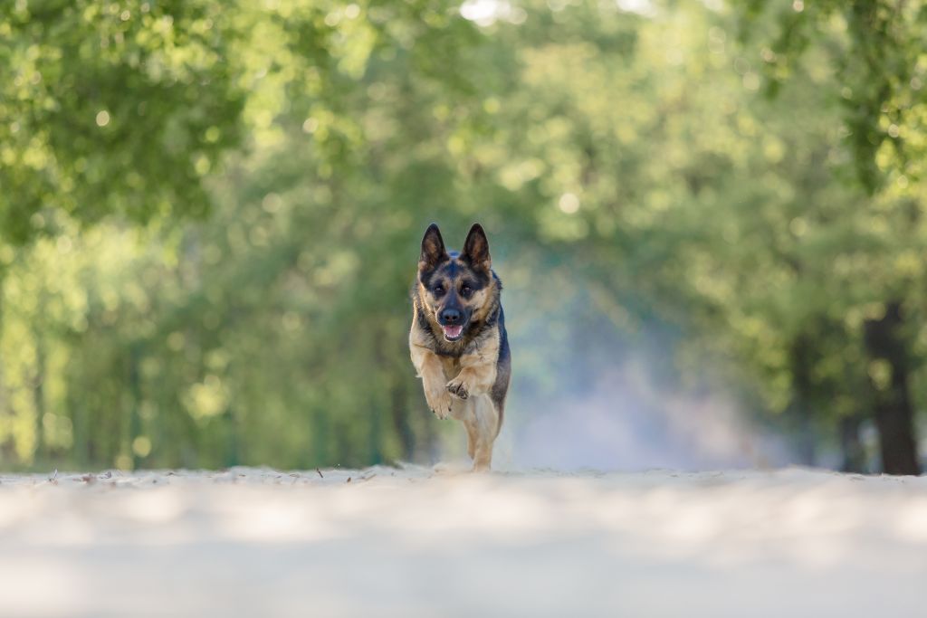 Cão da raça pastor alemão correndo em direção à câmera