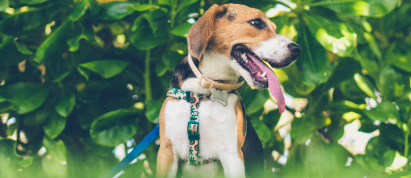 Cannabis pet-friendly: CBD é seguro para cachorros no longo prazo