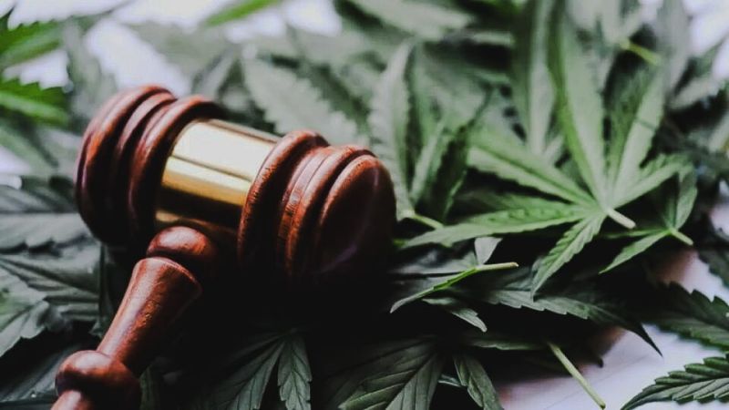 Descriminalizacao-cannabis-STF