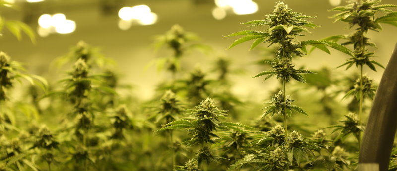 Doença que ataca lúpulo ameaça plantações de Cannabis