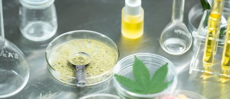 Estudo clínico Cannabis é abordagem promissora para enxaqueca