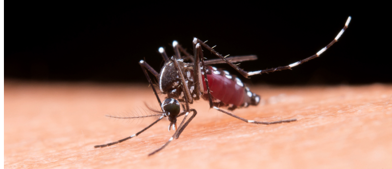 Estudo da UFPE sugere Cannabis para combater mosquito da dengue
