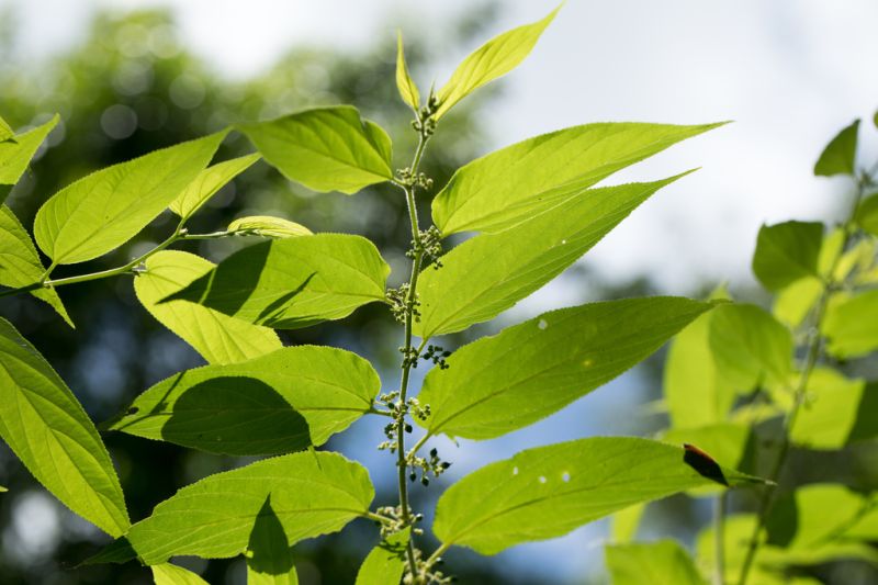 Pesquisadores identificam canabidiol na planta Trema micrantha blume