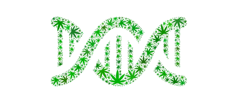 Dia do DNA: teste genético torna a Cannabis simples