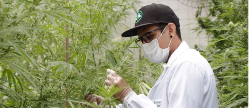 Na Paraíba está a Abrace, primeira ONG autorizada a cultivar Cannabis aos seus associados