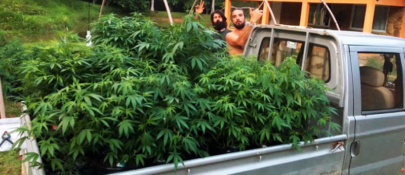 Justiça derruba liminar para Cultivo de Cannabis da Apepi