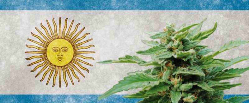 argentina-canabis