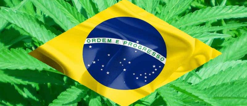 Até 43 milhões de pacientes podem se beneficiar da cannabis no brasil