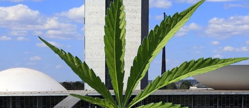 Câmara vota projeto que legaliza plantio de Cannabis para fins medicinais e industriais no Brasil