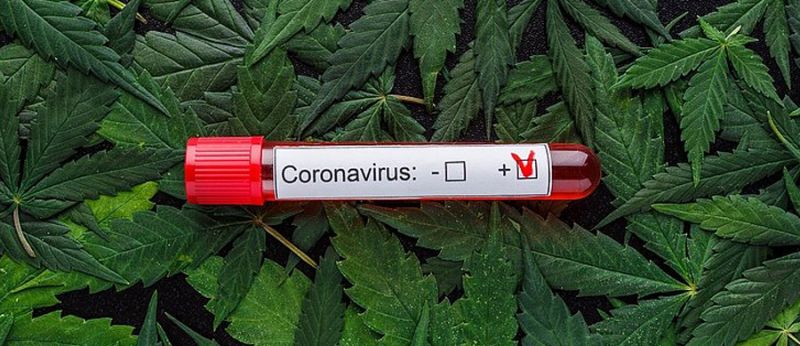 cannabis coronavirus