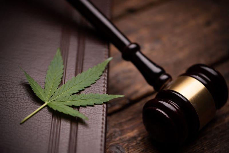 cannabis regulamentaçãocannabis regulamentação guia completo sobre autorizações anvisa
