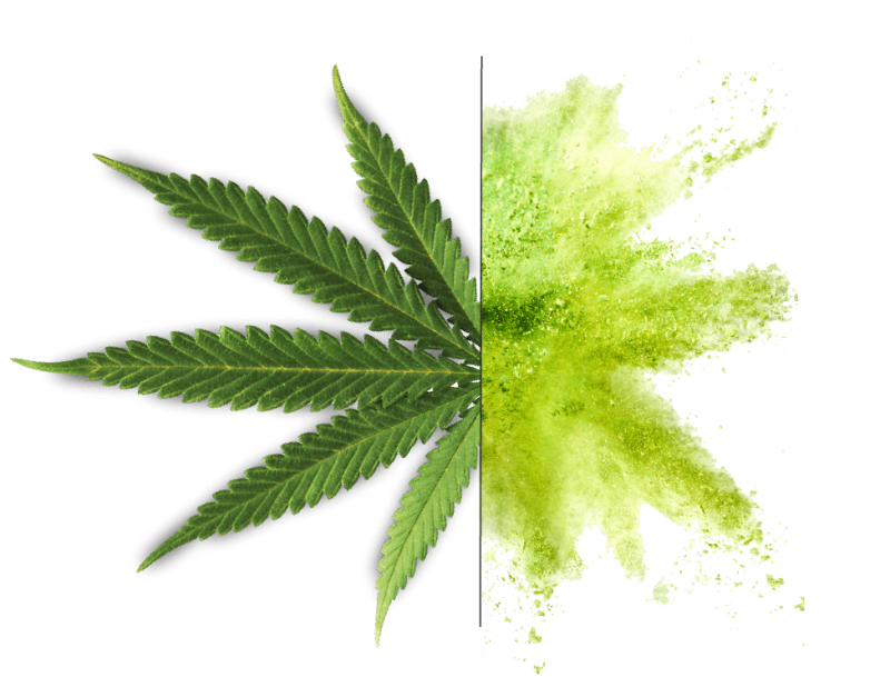 Cannabis sem plantas