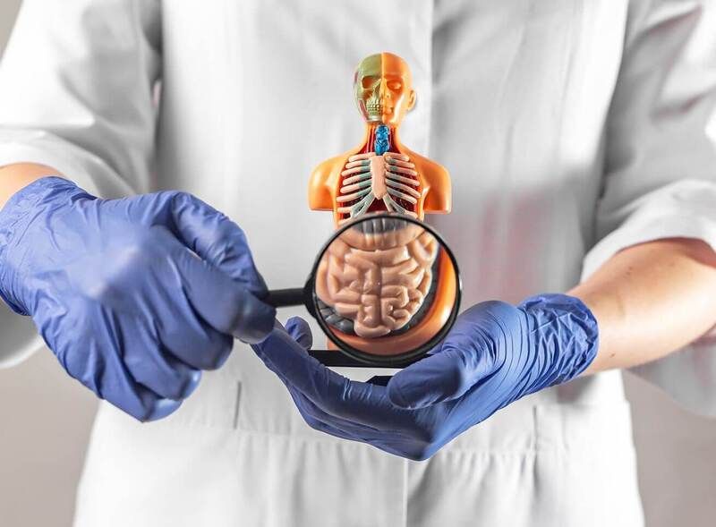 cerebro-e-intestino-corpo-humano